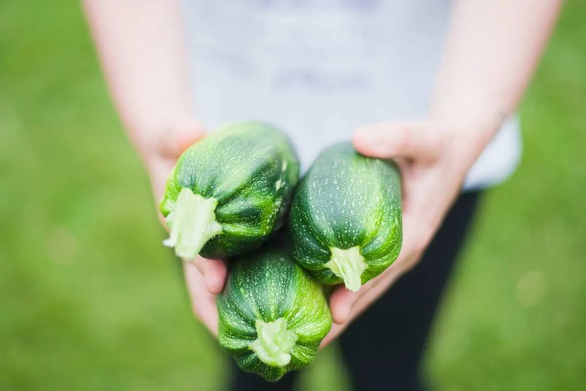 Zucchine abbondanti ogni estate: ecco come coltivale con facilità grazie a questo semplice segreto