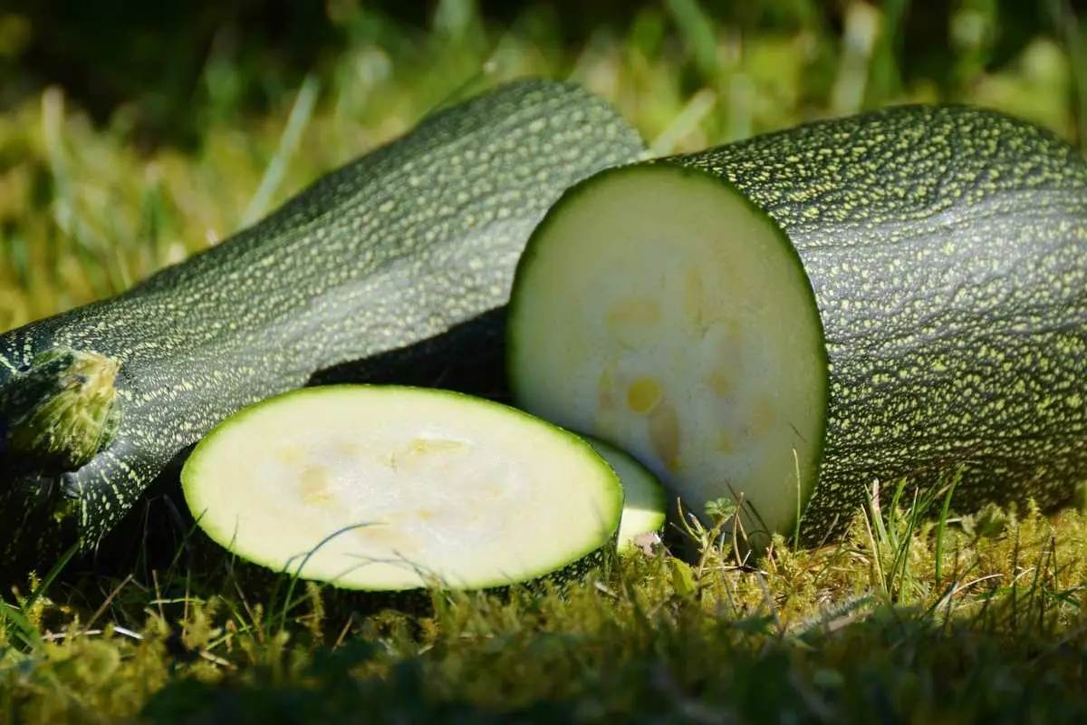 Zucchine abbondanti ogni estate: ecco come coltivale con facilità grazie a questo semplice segreto 4 Immagine selezionata