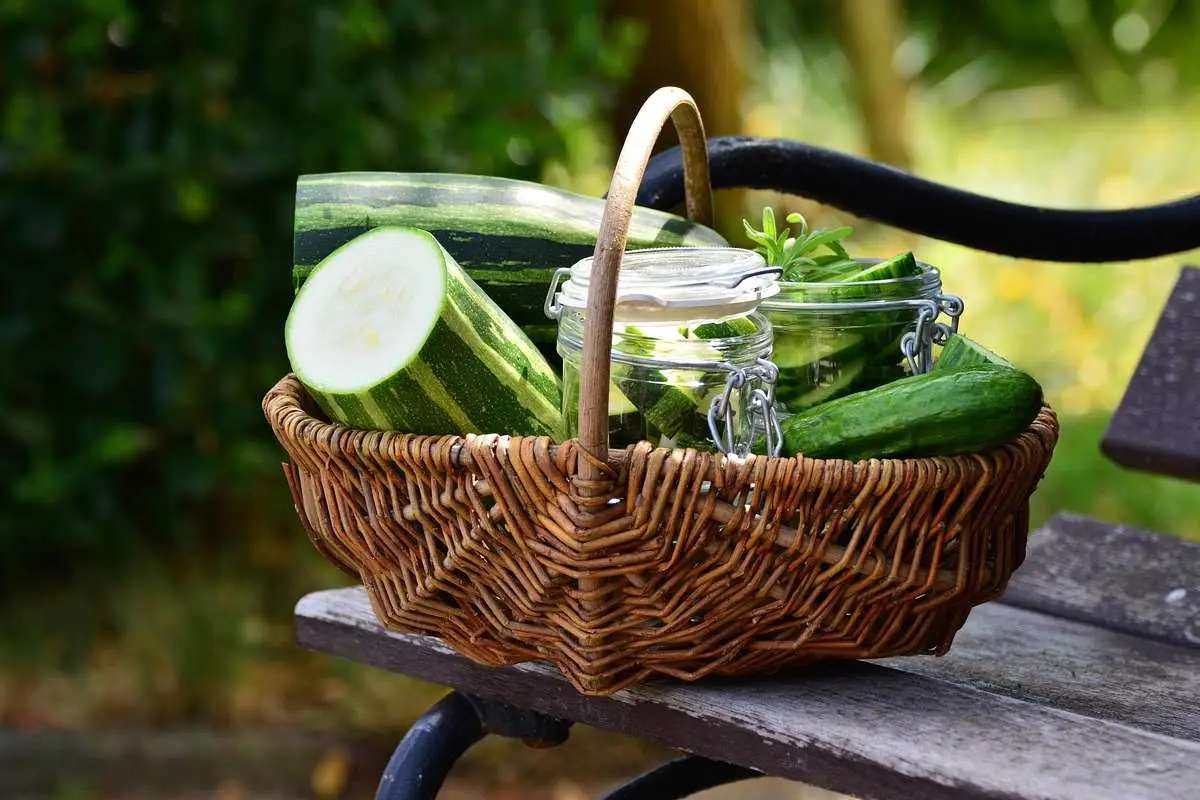 Zucchine abbondanti ogni estate: ecco come coltivale con facilità grazie a questo semplice segreto 5 Immagine selezionata