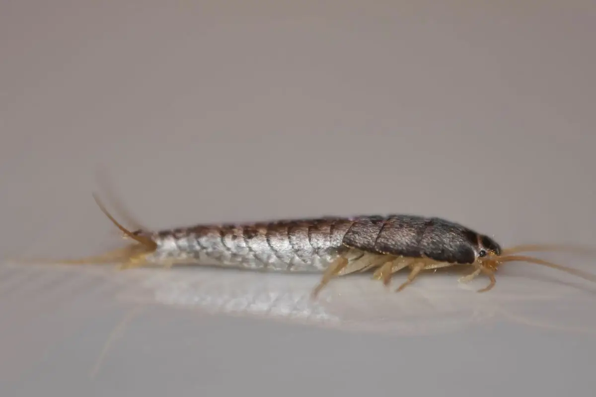 Sei sicuro di conoscere il rimedio definitivo contro i pesciolini d'argento?