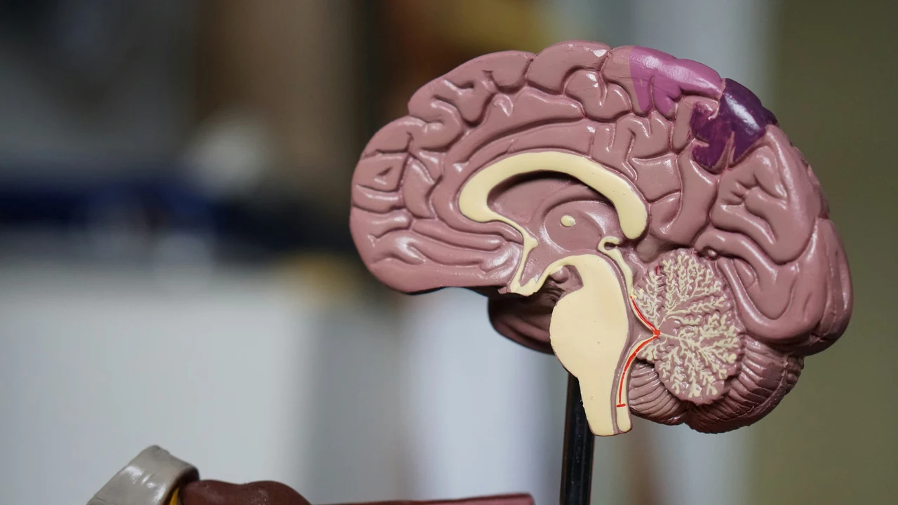 Chi ha un genitore con Alzheimer è più vulnerabile alla diffusione della proteina tau nel cervello: ecco perchè 4 Immagine selezionata