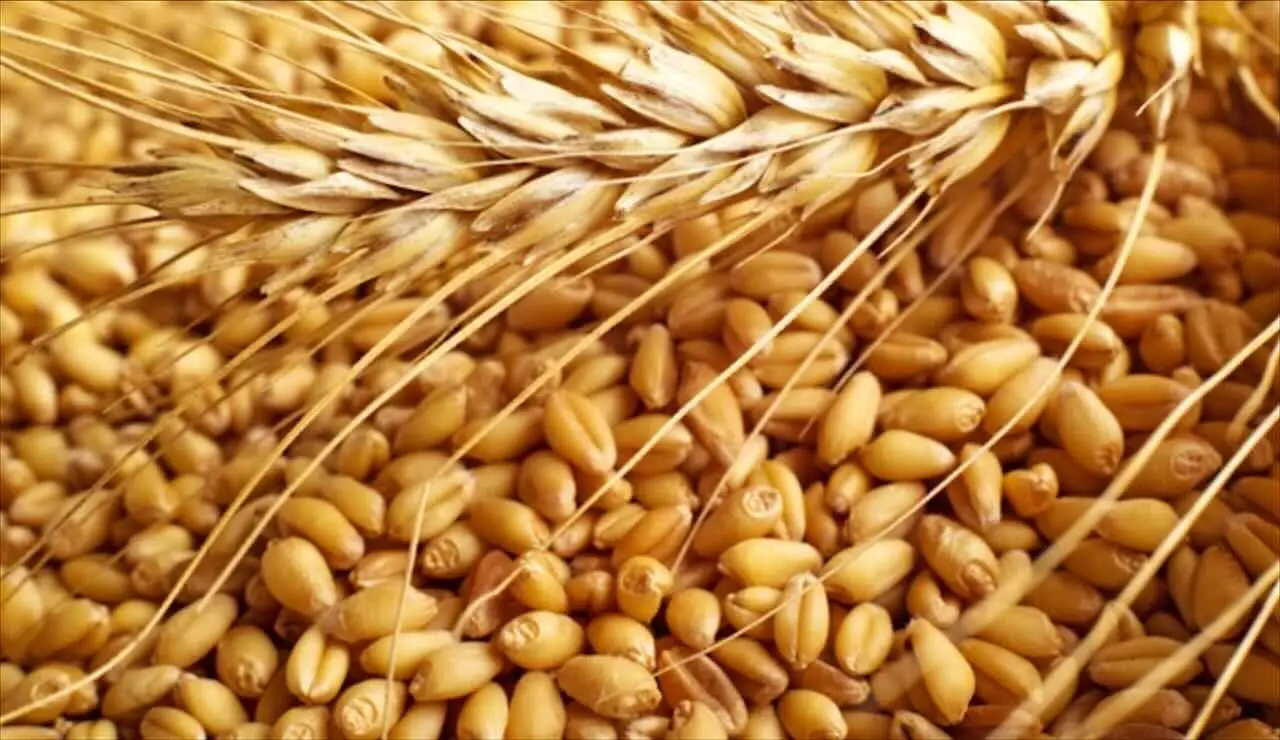 L'alimento citato nella Bibbia riscoperto da un agricoltore che lo vende a 200 euro al kg: qual è 1 L'alimento citato nella Bibbia riscoperto da un agricoltore che lo vende a 200 euro al kg: qual è