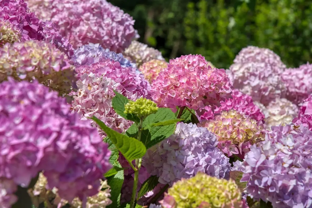 Come proteggere le ortensie dal vento di maggio: il trucco dei giardinieri 2 Immagine selezionata