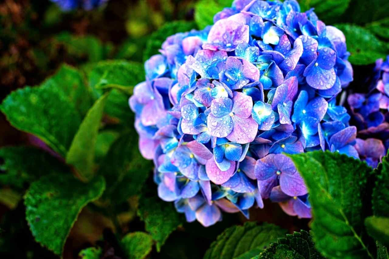 Come proteggere le ortensie dal vento di maggio: il trucco dei giardinieri 3 Immagine selezionata