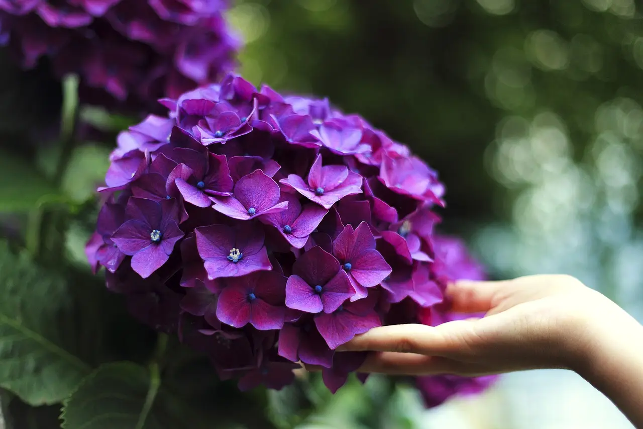 Come proteggere le ortensie dal vento di maggio: il trucco dei giardinieri 4 Immagine selezionata