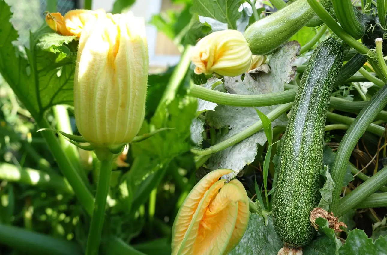 Come piantare le zucchine nell’orto ad aprile: la guida definitiva 3 Immagine selezionata
