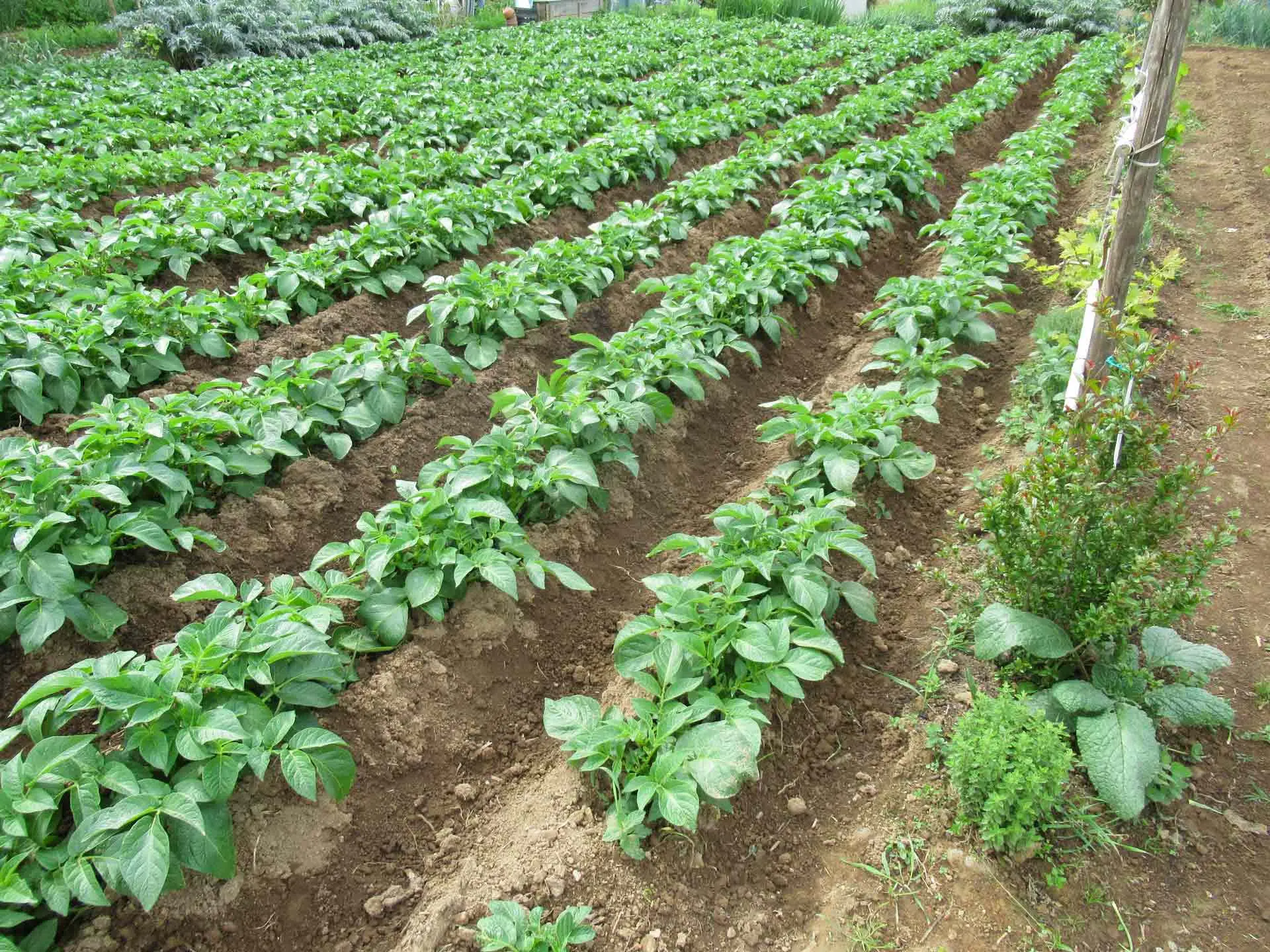 I pomodori crescono più ricchi se aggiungi questo al tuo terreno 4 Immagine selezionata