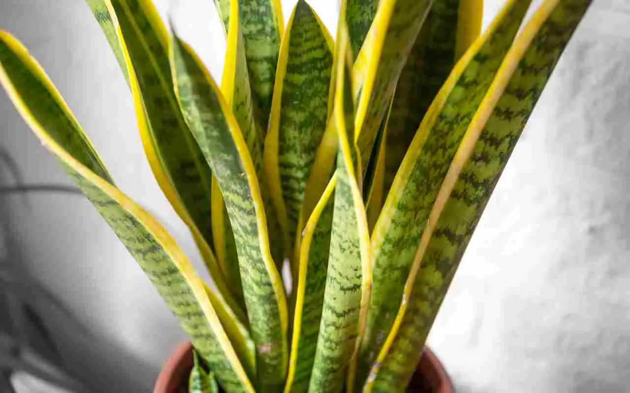 Sansevieria in casa: ecco il suggerimento degli esperti che fa la differenza 1 Sansevieria in casa: ecco il suggerimento degli esperti che fa la differenza
