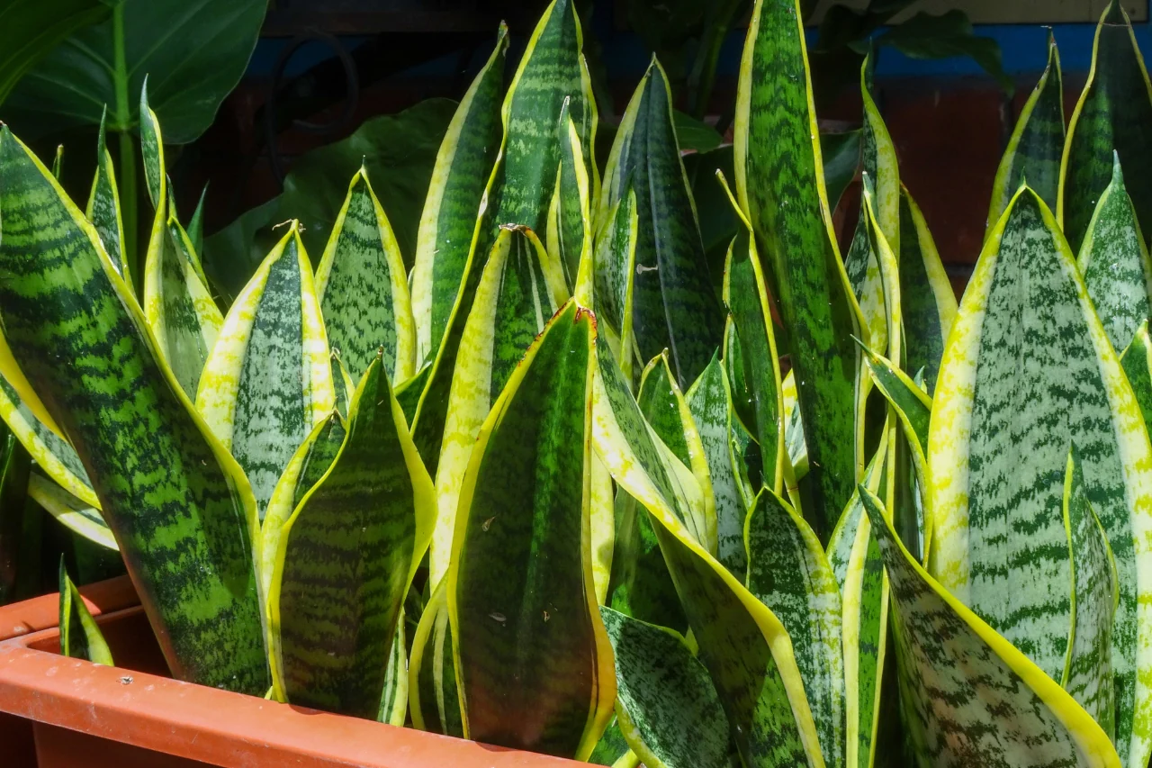 Sansevieria in casa: ecco il suggerimento degli esperti che fa la differenza 2 Immagine selezionata