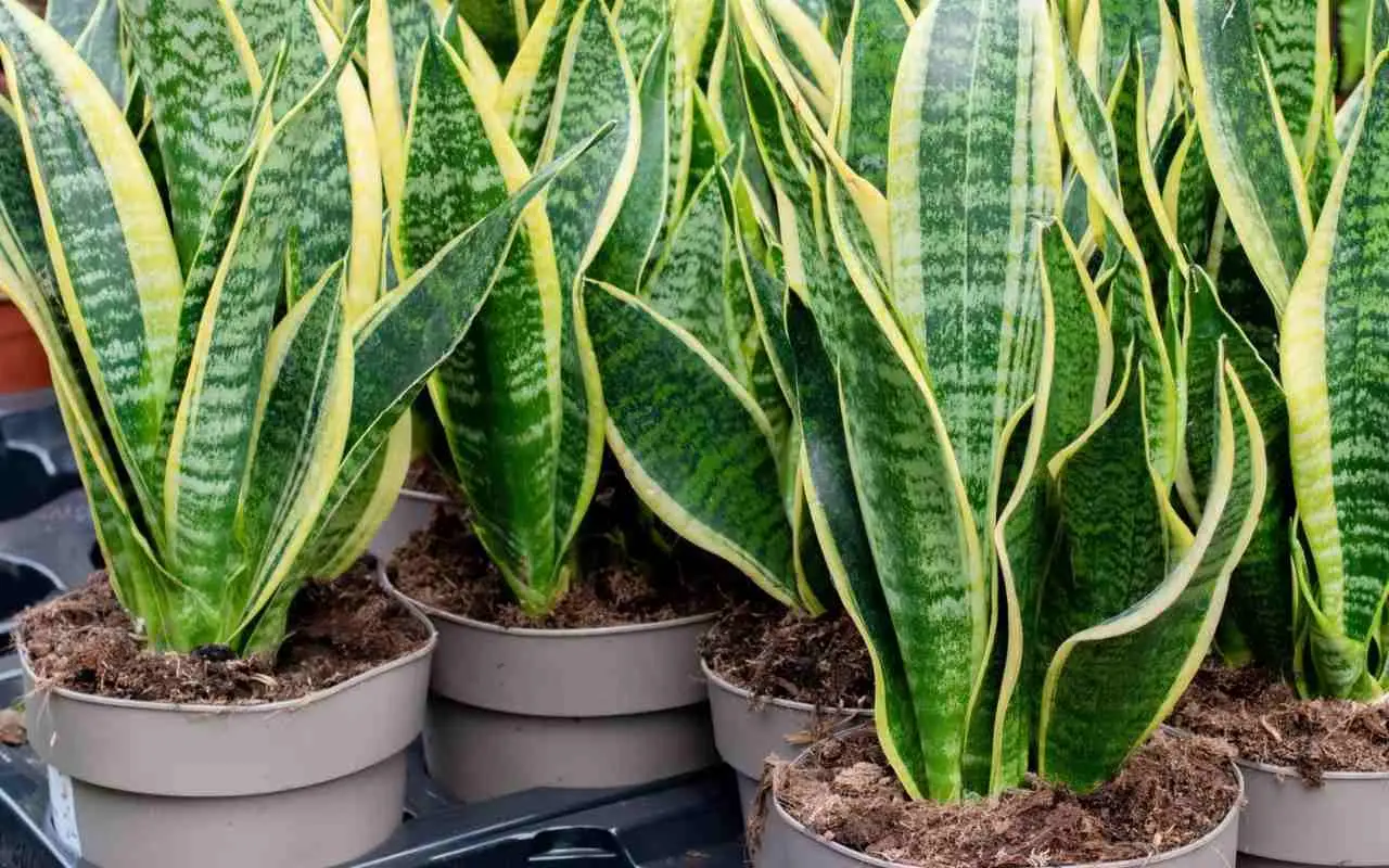 Sansevieria in casa: ecco il suggerimento degli esperti che fa la differenza 3 Immagine selezionata