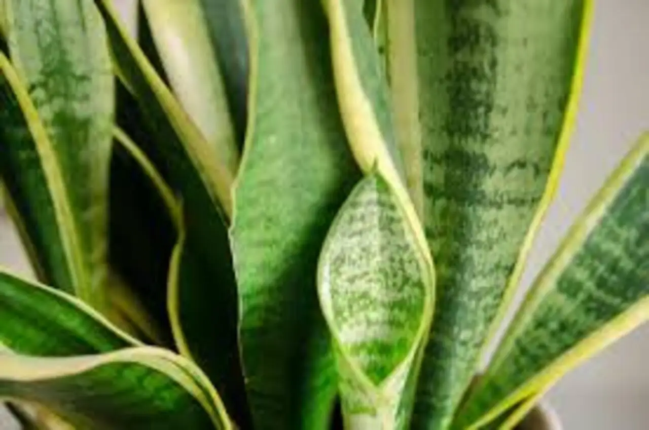 Sansevieria in casa: ecco il suggerimento degli esperti che fa la differenza 4 Immagine selezionata