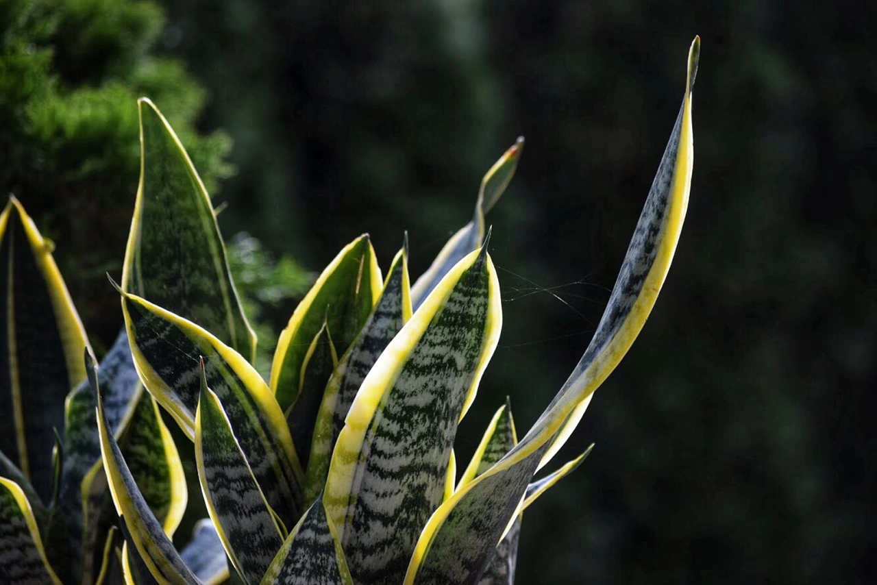 Sansevieria in casa: ecco il suggerimento degli esperti che fa la differenza 5 Immagine selezionata
