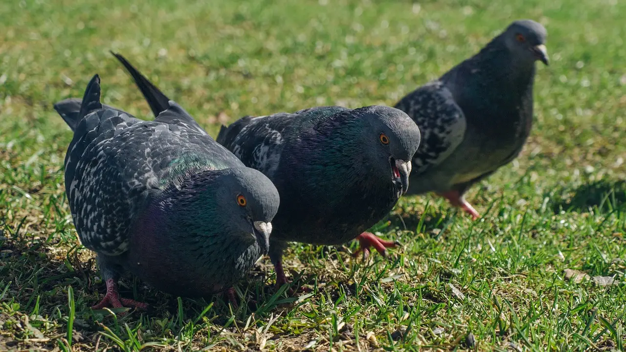 Basta piccioni in giardino! Il trucco a colori che li tiene lontani senza fare sforzi 4 Immagine selezionata