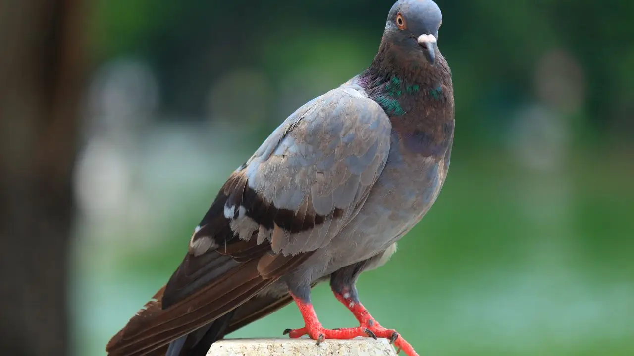 Basta piccioni in giardino! Il trucco a colori che li tiene lontani senza fare sforzi 2 Immagine selezionata