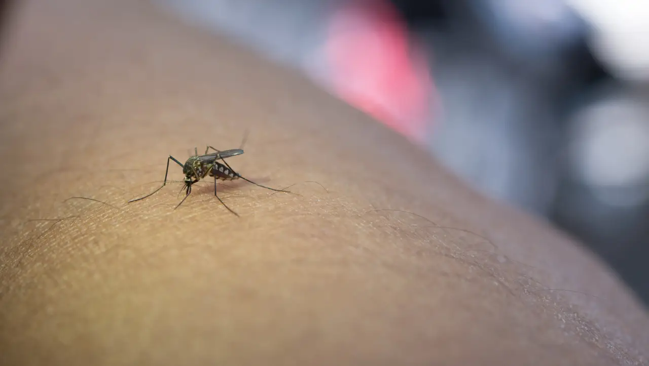 Allarme sanitario: l'emergenza febbre gialla, cosa devi sapere subito 1 Allarme sanitario: l'emergenza febbre gialla, cosa devi sapere subito