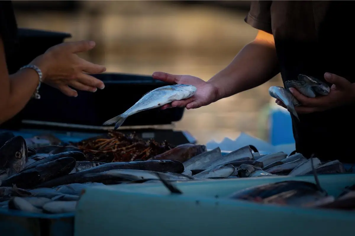 Attenzione a non mangiare pesce da questi laghi! L’elenco delle acque italiane a rischio 4 Immagine selezionata