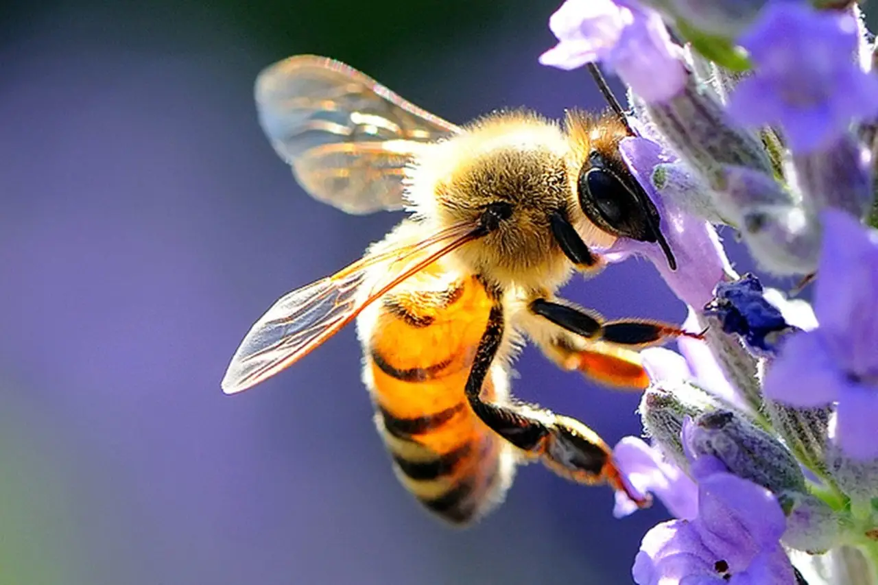 Le api traslocano: ecco come salvare il pianeta partendo dal tuo giardino 2 Immagine selezionata