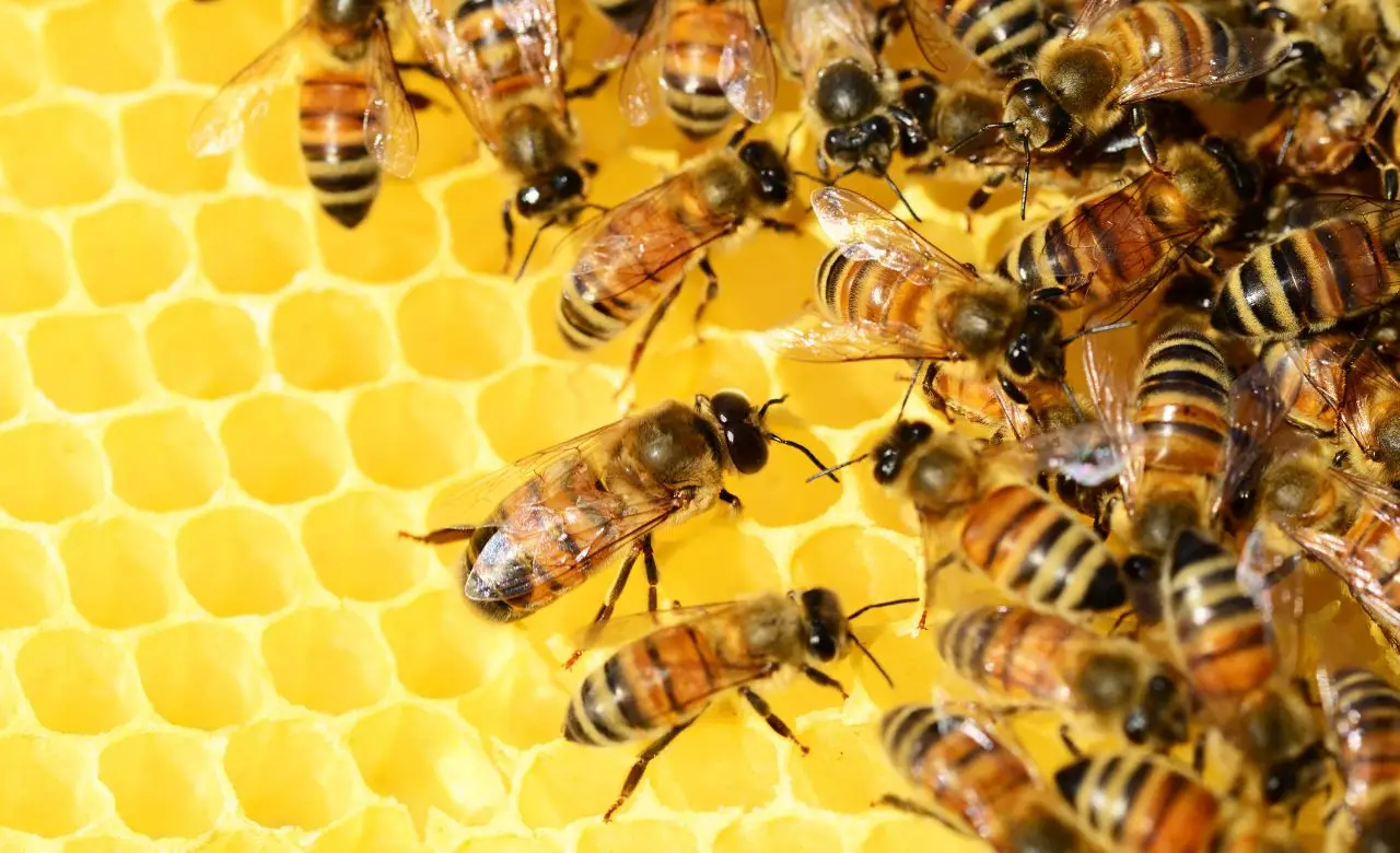 Le api traslocano: ecco come salvare il pianeta partendo dal tuo giardino 3 Immagine selezionata