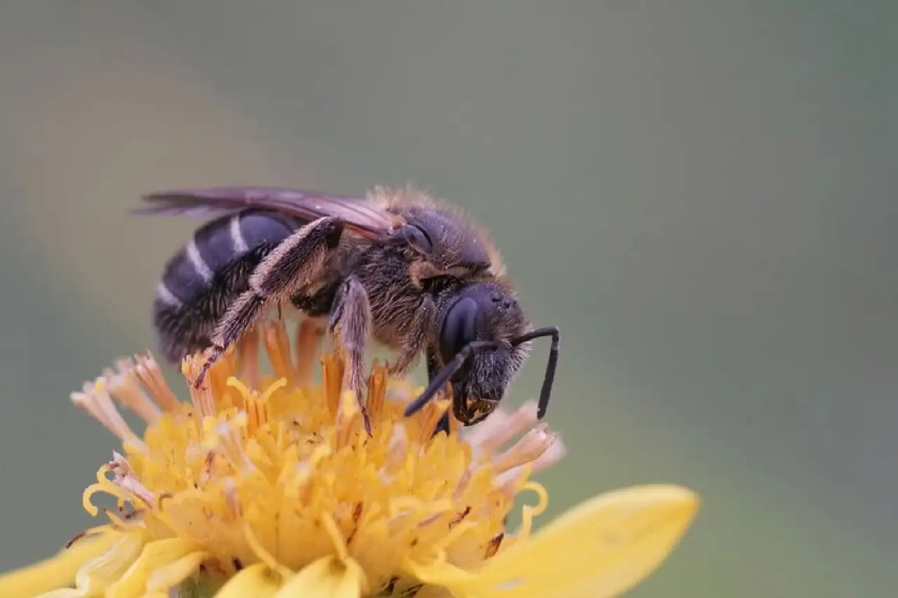 Le api traslocano: ecco come salvare il pianeta partendo dal tuo giardino 5 Immagine selezionata