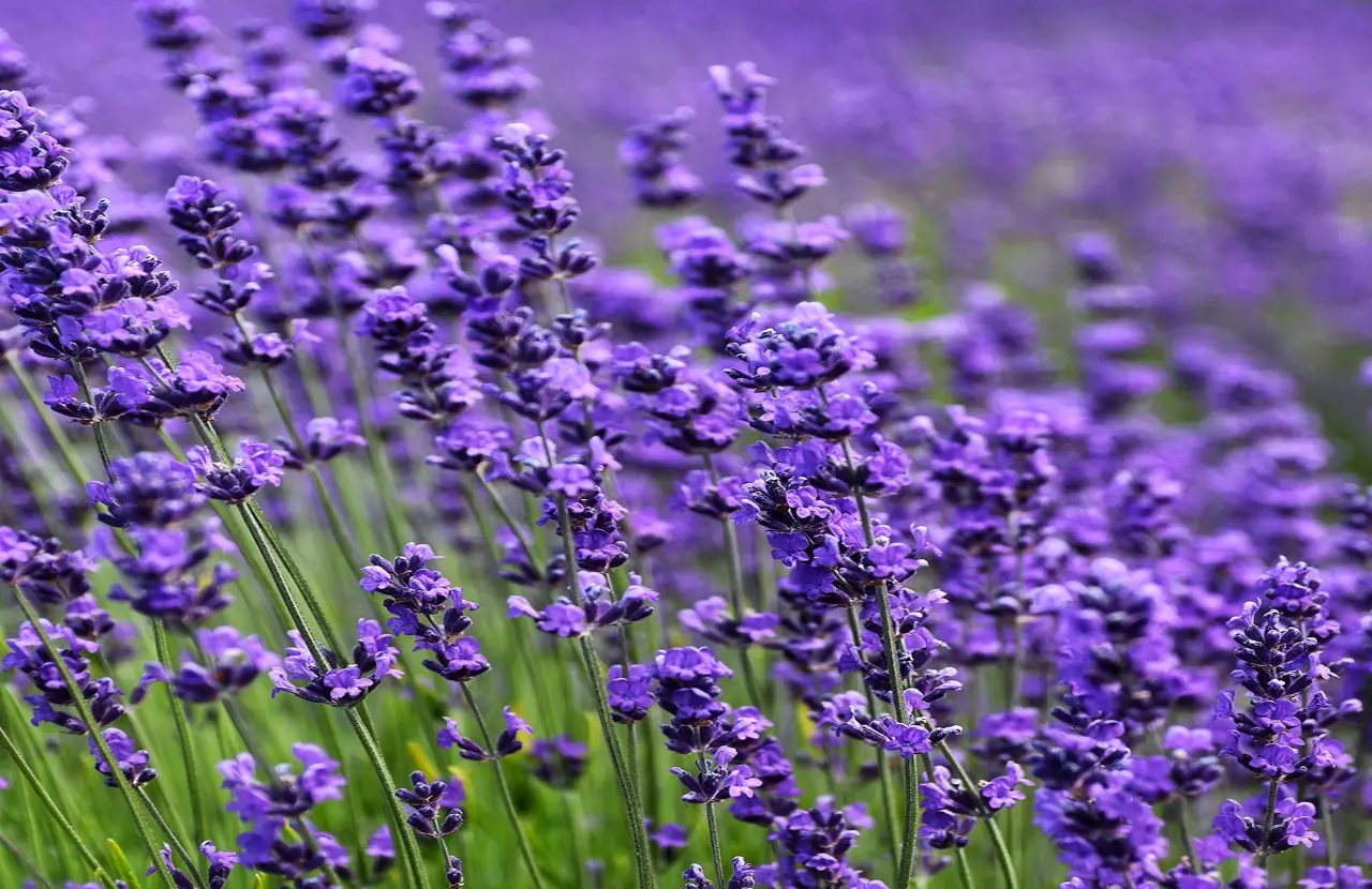 Giardino sempre perfetto senza fatica: le 8 piante che resistono anche alla siccità 2 Immagine selezionata