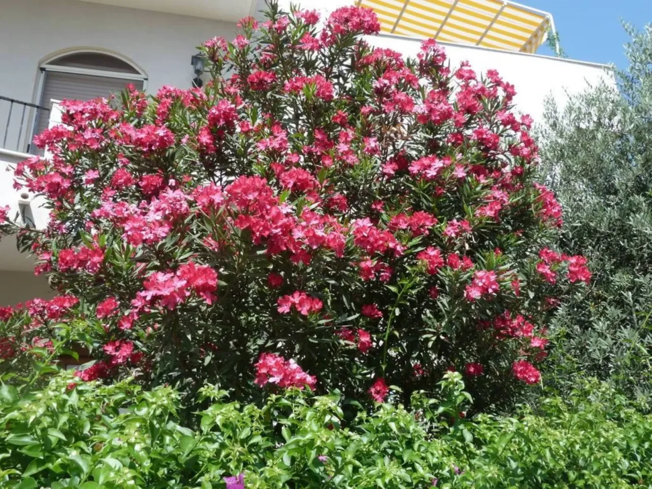 Giardino sempre perfetto senza fatica: le 8 piante che resistono anche alla siccità 4 Immagine selezionata