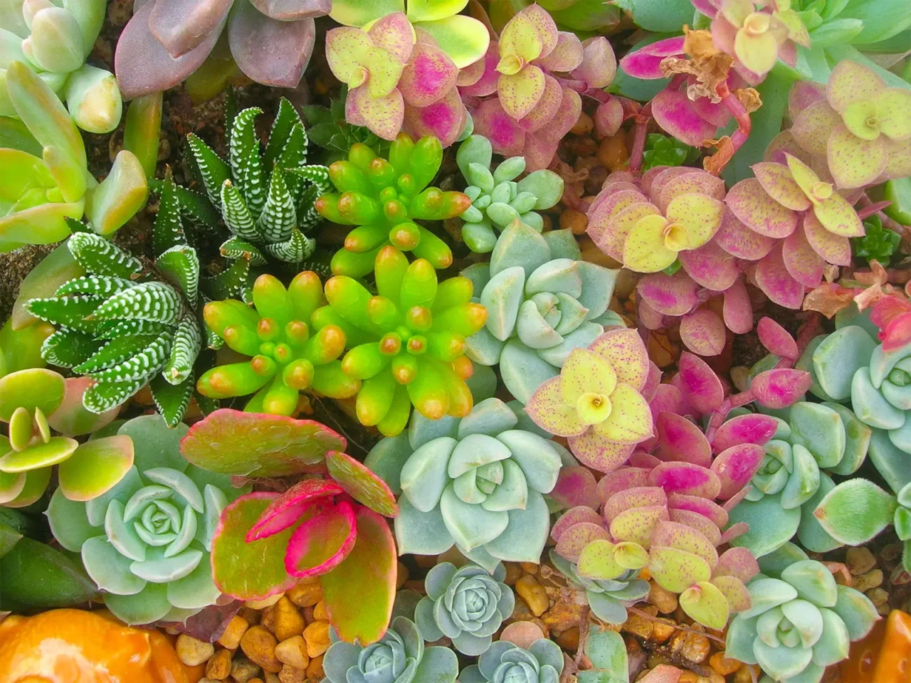 Giardino sempre perfetto senza fatica: le 8 piante che resistono anche alla siccità 5 Immagine selezionata