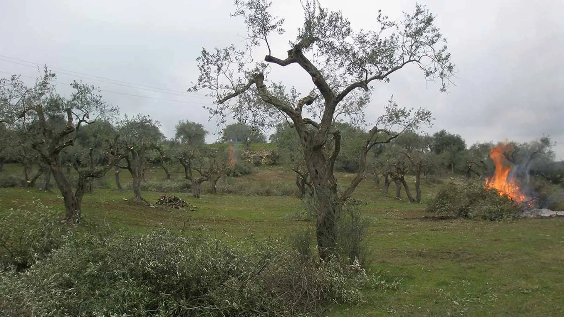 Gli ulivi millenari d’Italia: scoperte sorprendenti sulla loro età