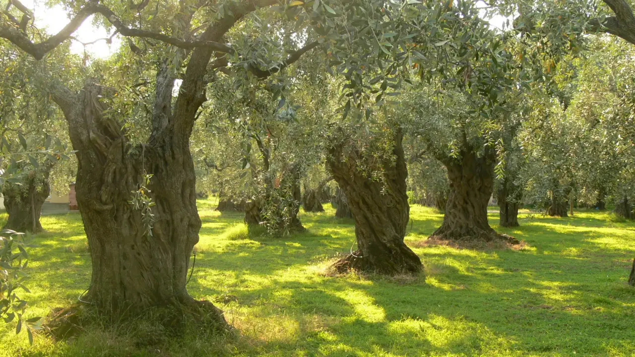 Gli ulivi millenari d’Italia: scoperte sorprendenti sulla loro età 2 Immagine selezionata