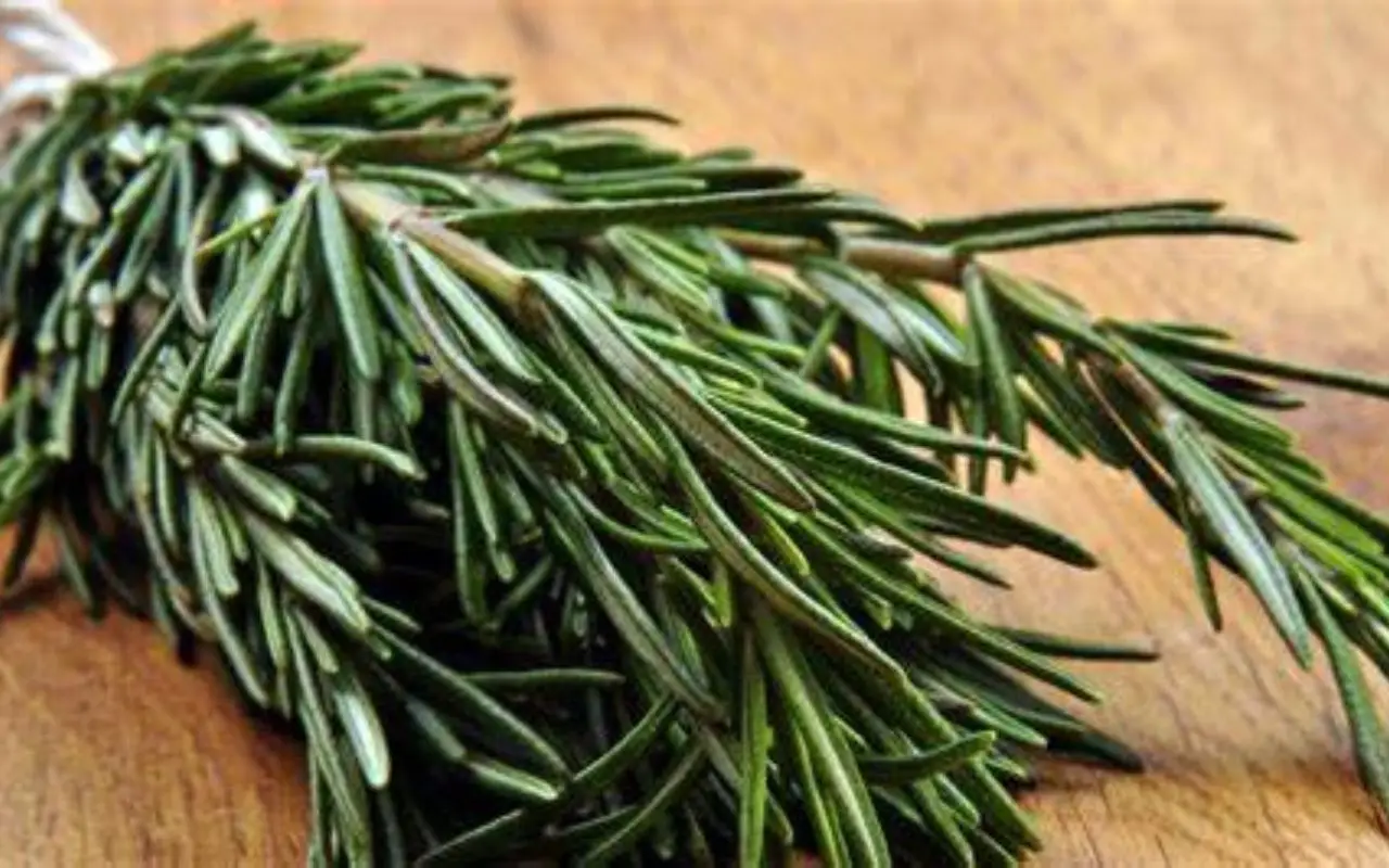Rosmarino: la pianta magica che rivoluziona la tua salute e la tua cucina 2 Rosmarino: la pianta magica che rivoluziona la tua salute e la tua cucina