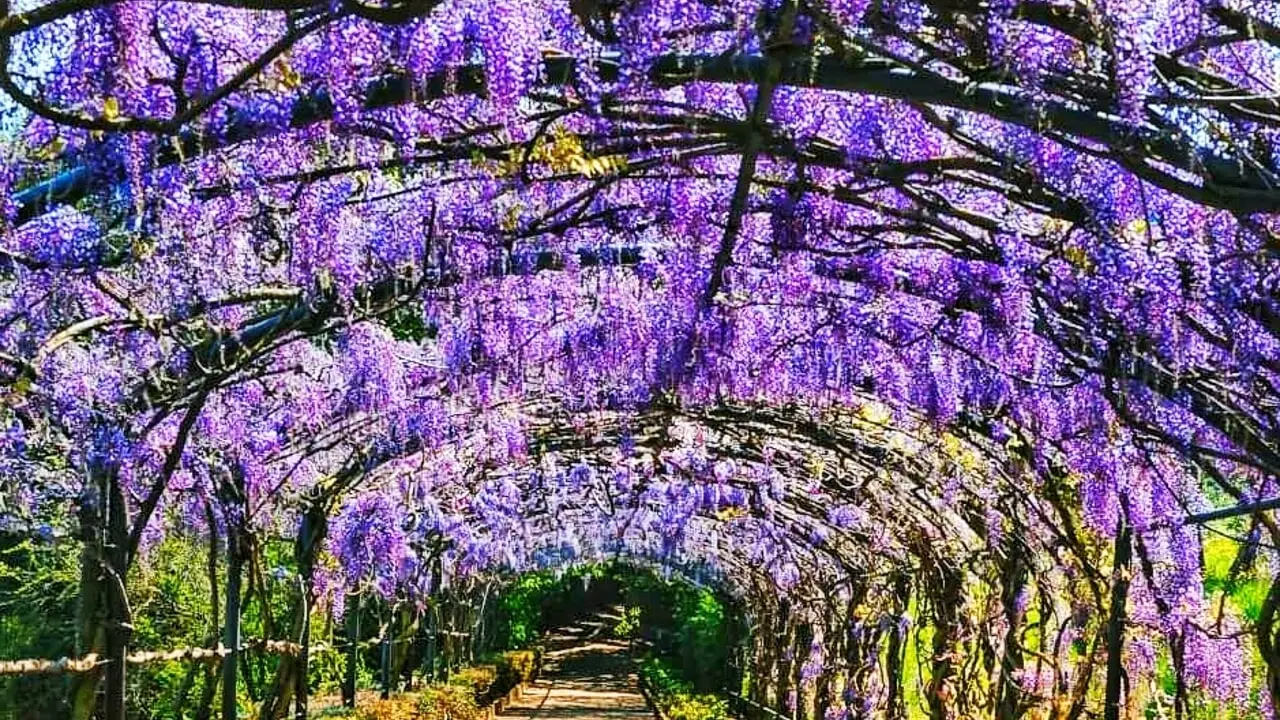 Primavera in fiore: ecco i giardini italiani da non perdere quest’anno 4 Immagine selezionata