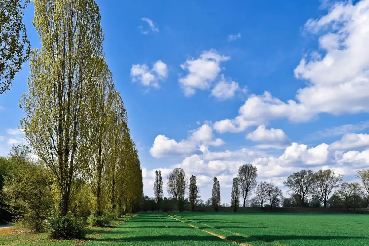Il giardino segreto di Norfolk: ecco la storia mai raccontata che ti lascerà senza fiato 4 Immagine selezionata