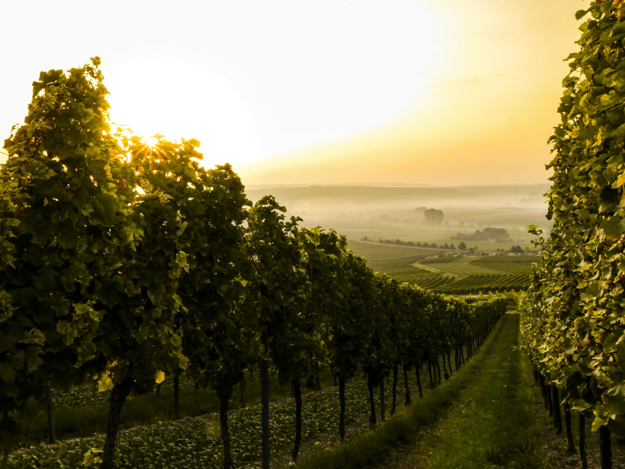 Le vigne scompaiono dalle colline ecco cosa accade davvero 2 Immagine selezionata