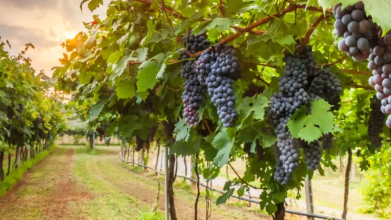 Le vigne scompaiono dalle colline ecco cosa accade davvero 4 Immagine selezionata