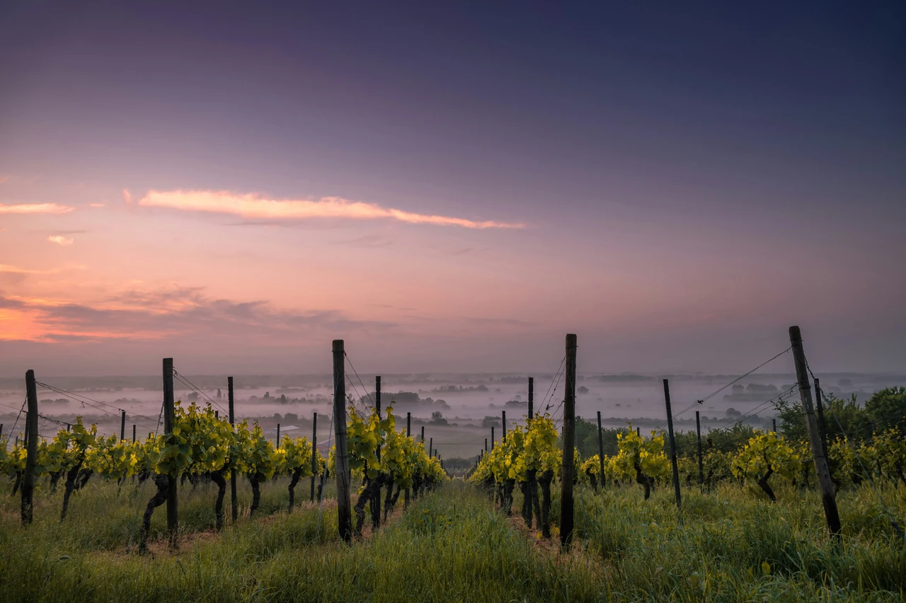 Le vigne scompaiono dalle colline ecco cosa accade davvero 5 Immagine selezionata