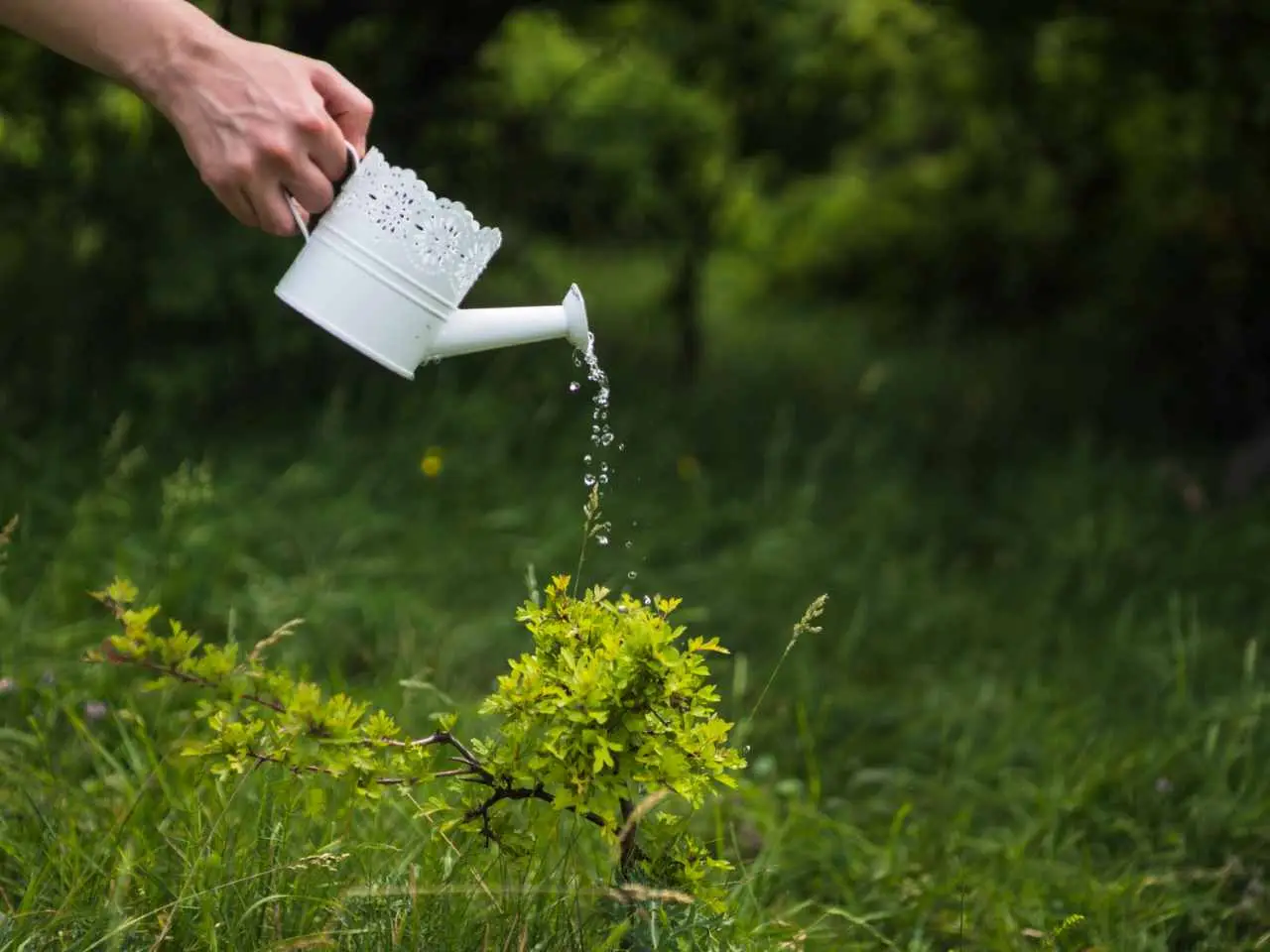 Non usare acqua dura per innaffiare: può bloccarti la crescita 6 Non usare acqua dura per innaffiare: può bloccarti la crescita
