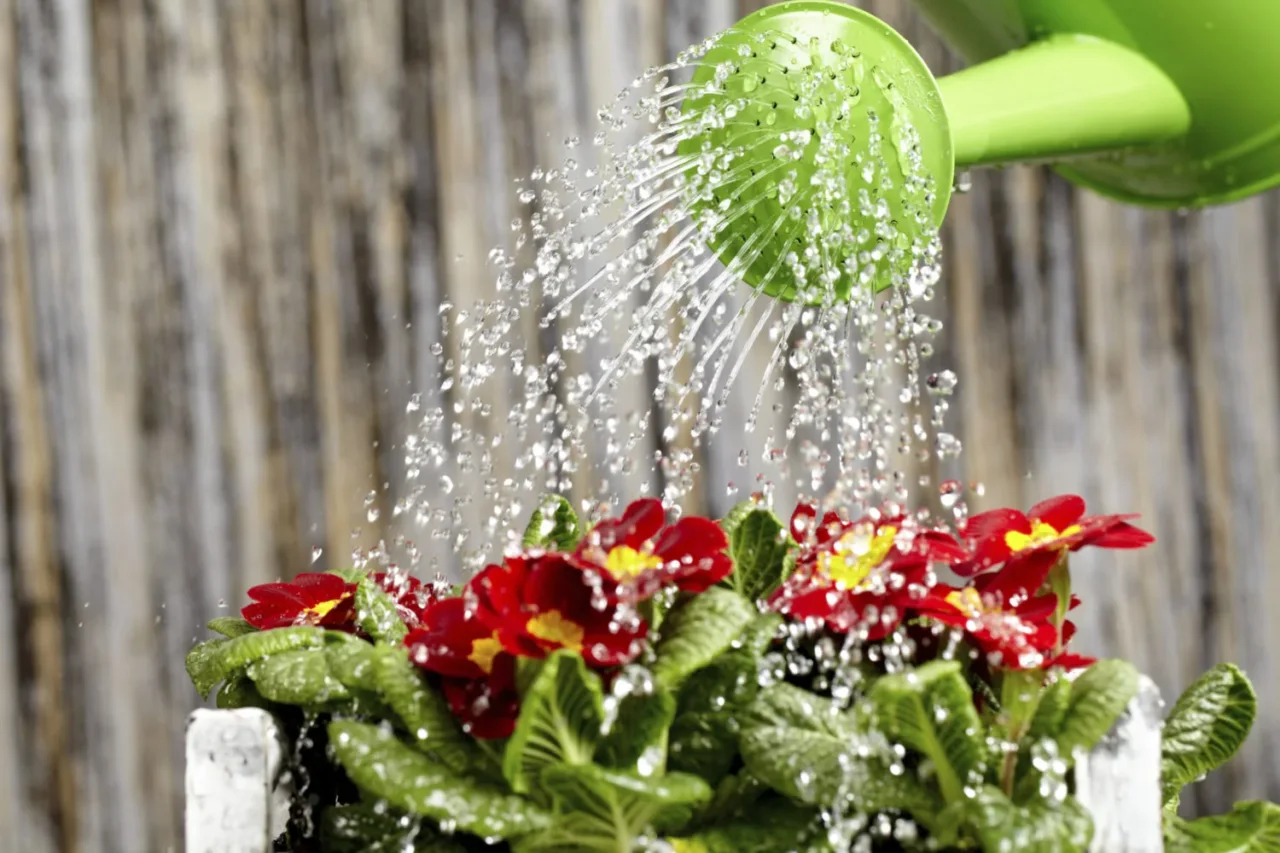 Non usare acqua dura per innaffiare: può bloccarti la crescita 2 Immagine selezionata