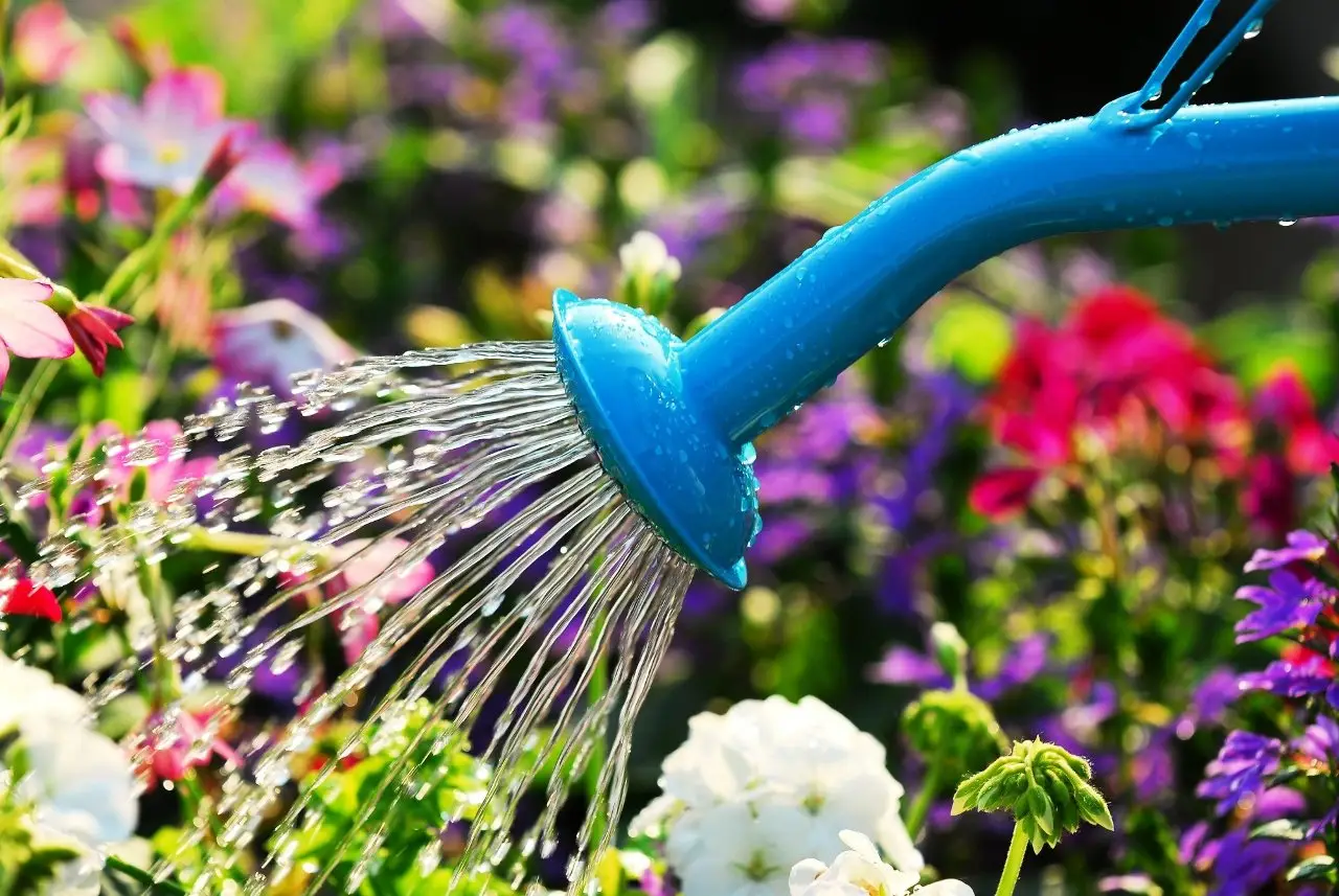 Non usare acqua dura per innaffiare: può bloccarti la crescita 3 Immagine selezionata