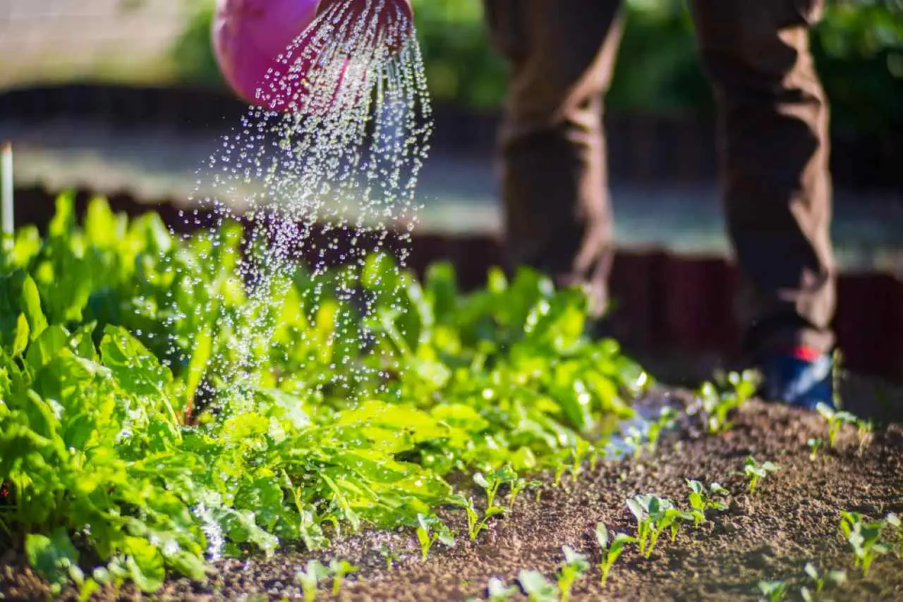 Non usare acqua dura per innaffiare: può bloccarti la crescita 4 Immagine selezionata