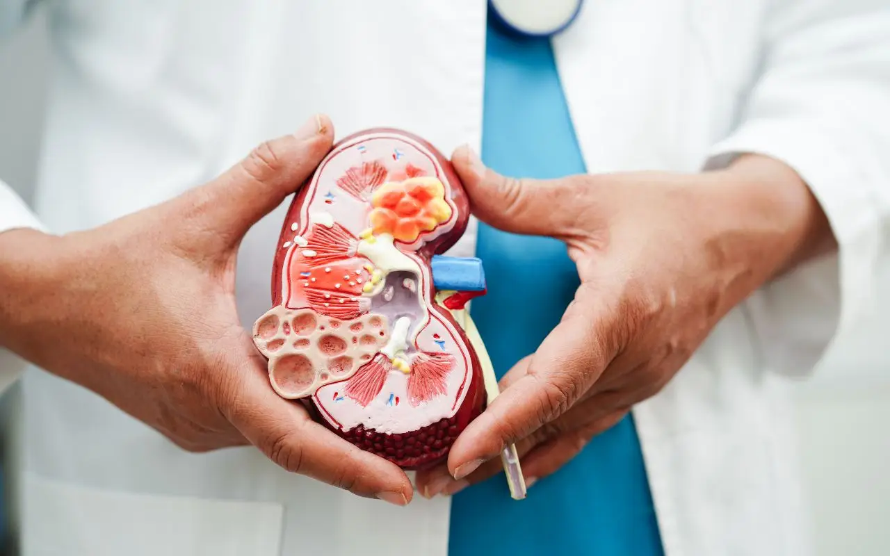 Non esagerare con le proteine: cosa può succedere ai reni? 3 Immagine selezionata