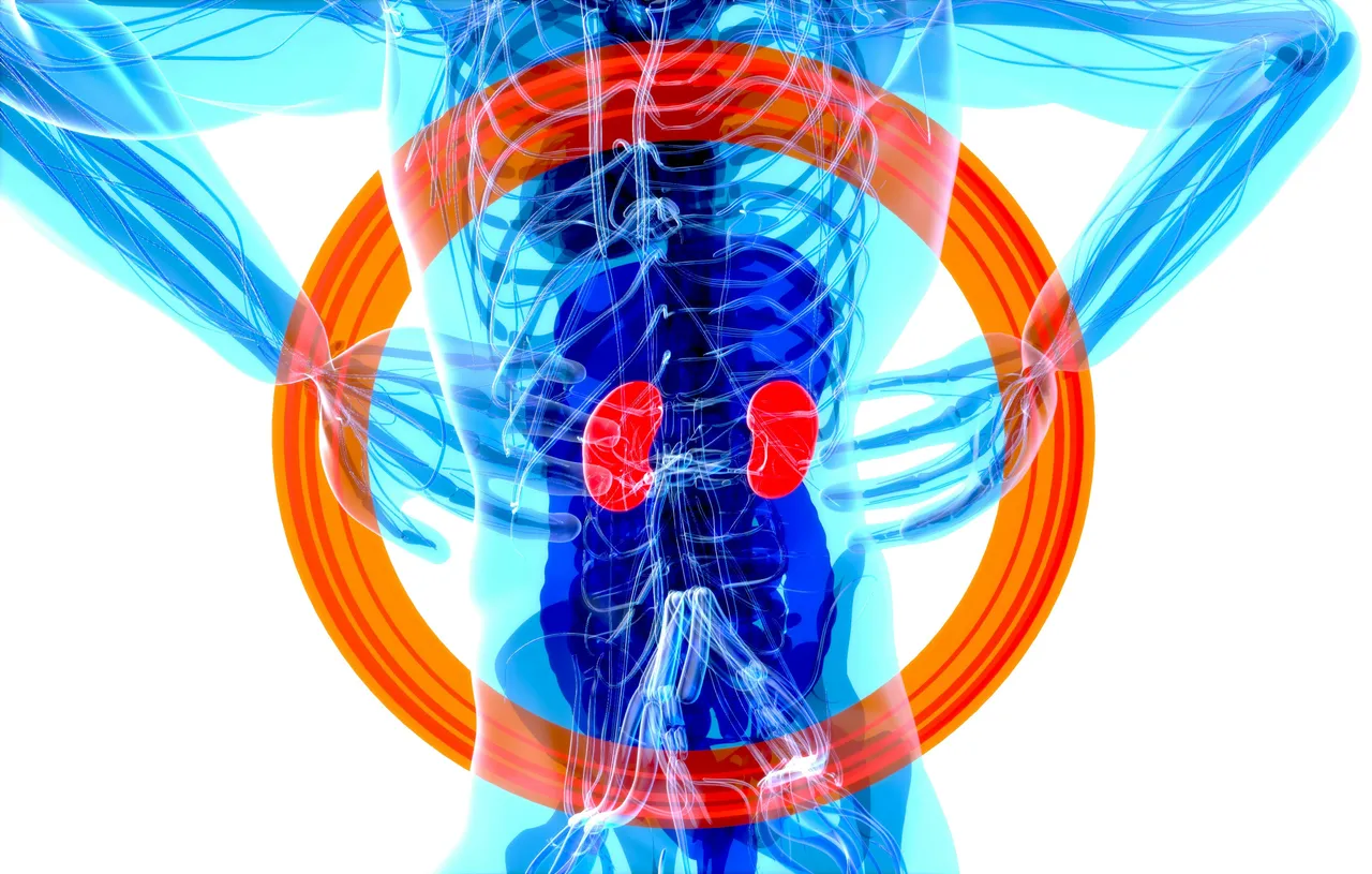 Non esagerare con le proteine: cosa può succedere ai reni? 5 Immagine selezionata