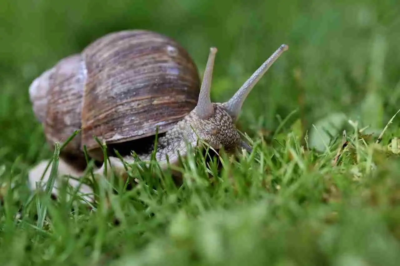 Rimedi naturali per difendere l’orto dalle lumache 2 Immagine selezionata