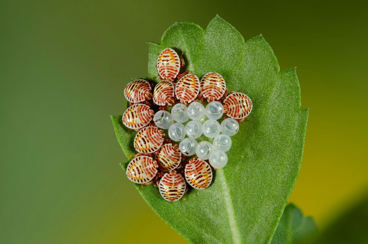 Rimedi naturali per difendere l’orto dalle lumache 3 Immagine selezionata