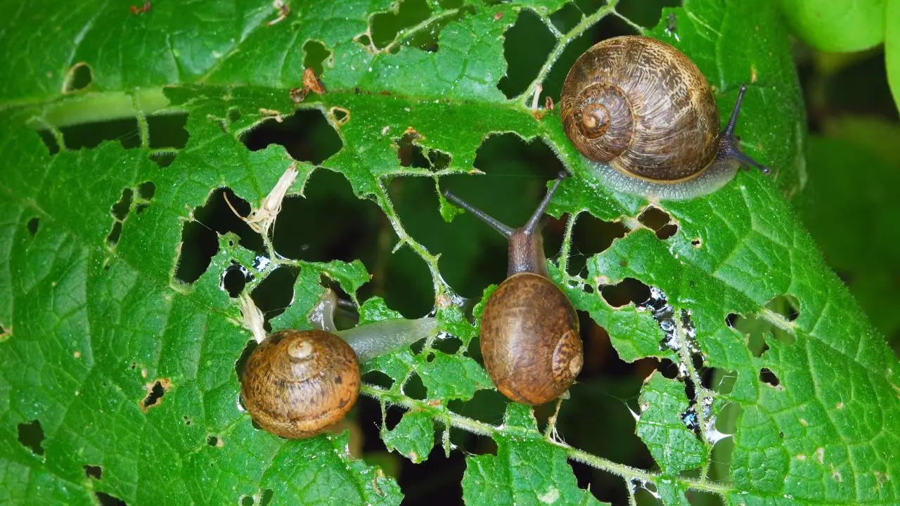 Rimedi naturali per difendere l’orto dalle lumache 4 Immagine selezionata