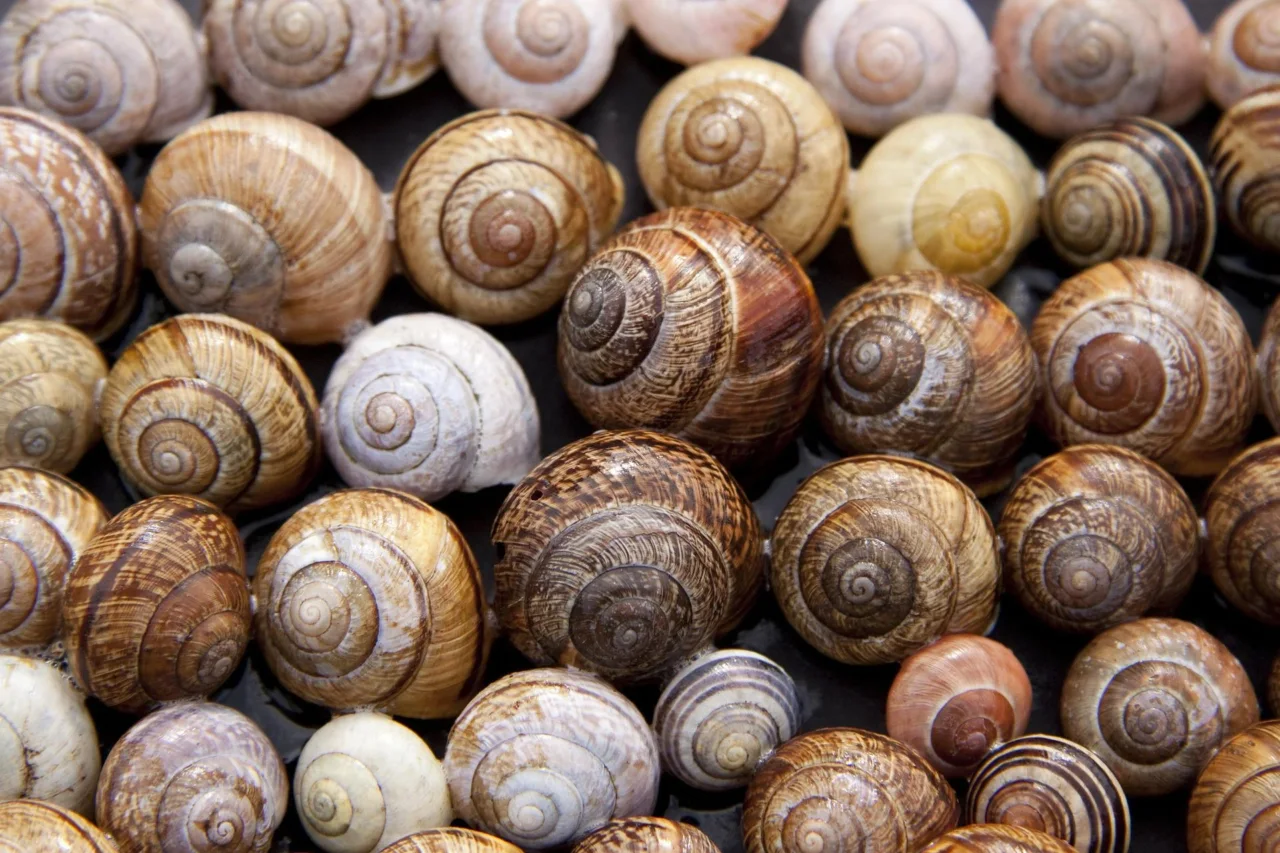 Rimedi naturali per difendere l’orto dalle lumache 5 Immagine selezionata