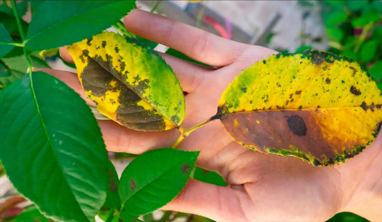 Attenzione alle foglie ingiallite: ecco cosa ci indicano davvero