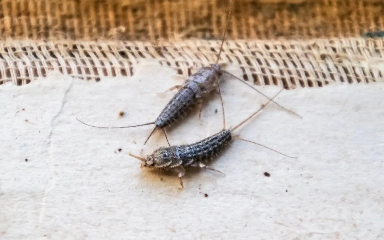 Ecco come tenere lontani i pesciolini d’argento dal bagno