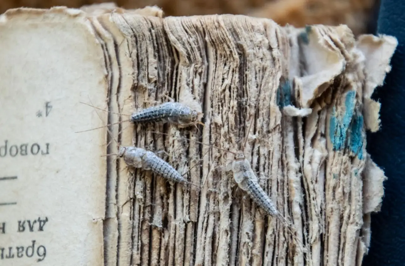 Ecco come tenere lontani i pesciolini d’argento dal bagno 2 Immagine selezionata