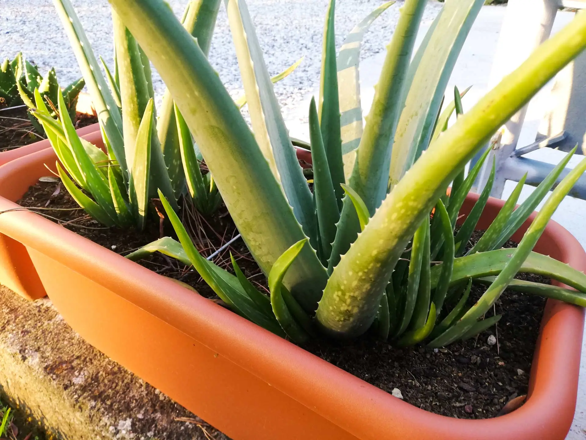 Guida pratica alla coltivazione dell’aloe vera in vaso 2 Guida pratica alla coltivazione dell’aloe vera in vaso