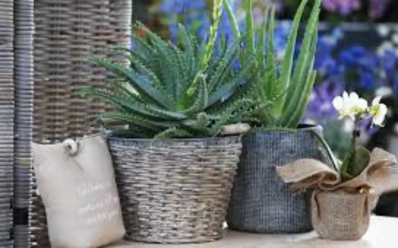 Guida pratica alla coltivazione dell’aloe vera in vaso 4 Guida pratica alla coltivazione dell’aloe vera in vaso