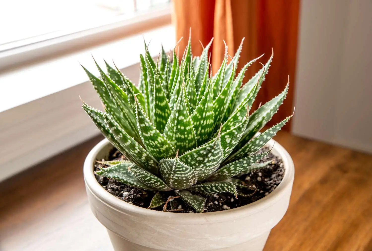 Guida pratica alla coltivazione dell’aloe vera in vaso 5 Guida pratica alla coltivazione dell’aloe vera in vaso